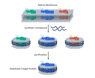 GLP1R靶點 超越降糖減重，引領減肥藥物新突破